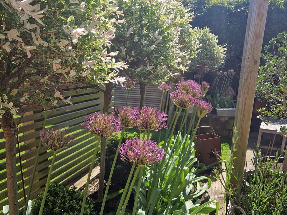Allium borders and planting in a landscaped garden